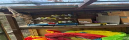 Budgerigars birds for sale: Budgies for sale  - Advert 11