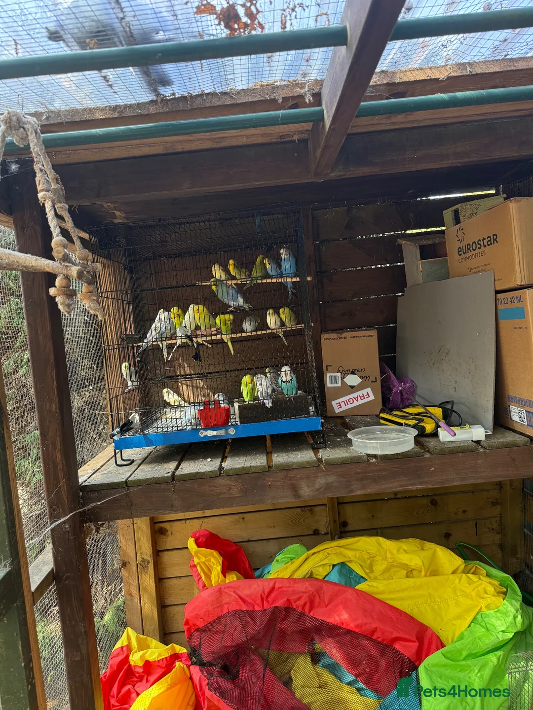 Budgerigars birds for sale: Budgies for sale  - Advert 11