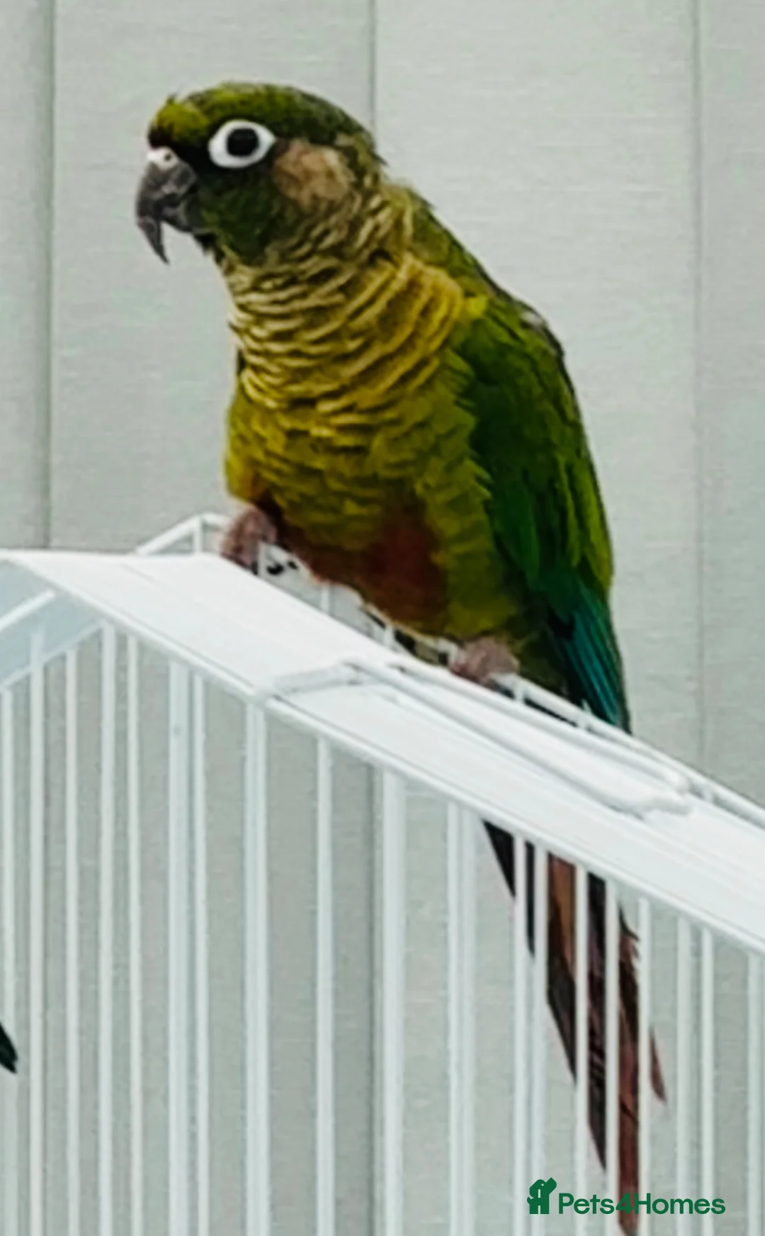 Conures birds for sale: Maroonbellied Conure - Advert 4