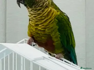 Conures birds Maroon bellied conures - Advert 9