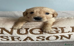 Golden Retriever dogs for sale: Rare & wonderful petite golden retrievers - Image 31