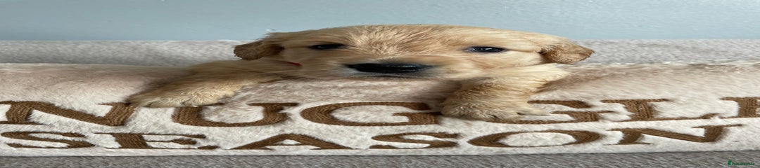 Golden Retriever Puppy 2