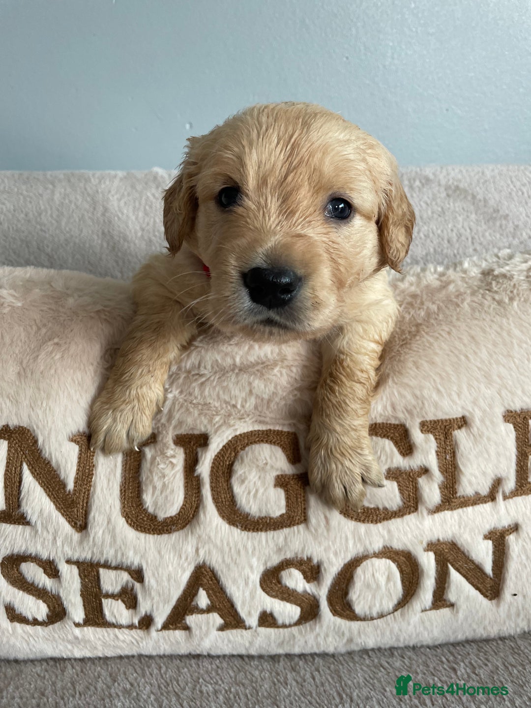 Golden Retriever dogs for sale: Rare & wonderful petite golden retrievers - Image 31