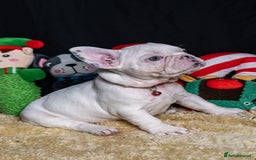 French Bulldog dogs for sale: Chunky French bulldog pups 4 girls  - Image 28