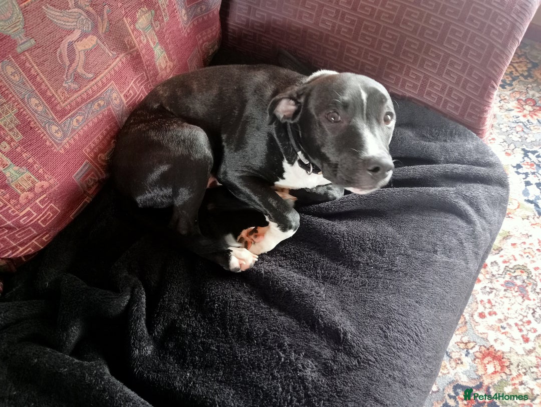 Staffordshire Bull Terrier dogs for sale:  Charlie  - Image 4