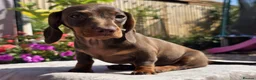 Miniature Dachshund dogs for sale: Pedigree miniature dachshund  - Advert 8