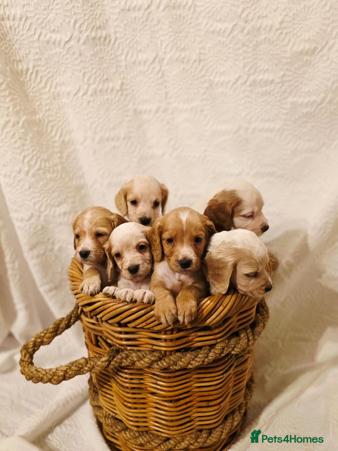 Cocker Spaniel dogs Legally Docked Working KC Cocker Spaniel Pups - Advert 1
