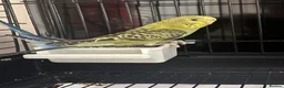 Budgerigars birds for sale: Male and female budgie for sale  in Southampton - Advert 4