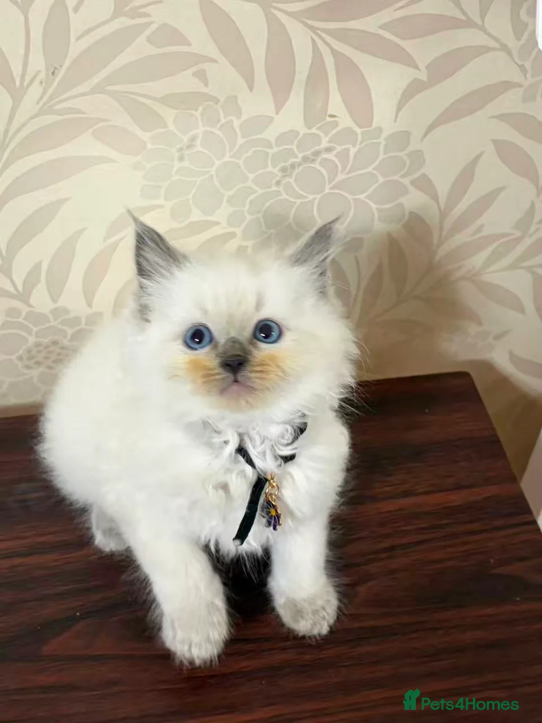 Ragdoll cats for sale: 6 beautiful Ragdoll cats for sale - Advert 16