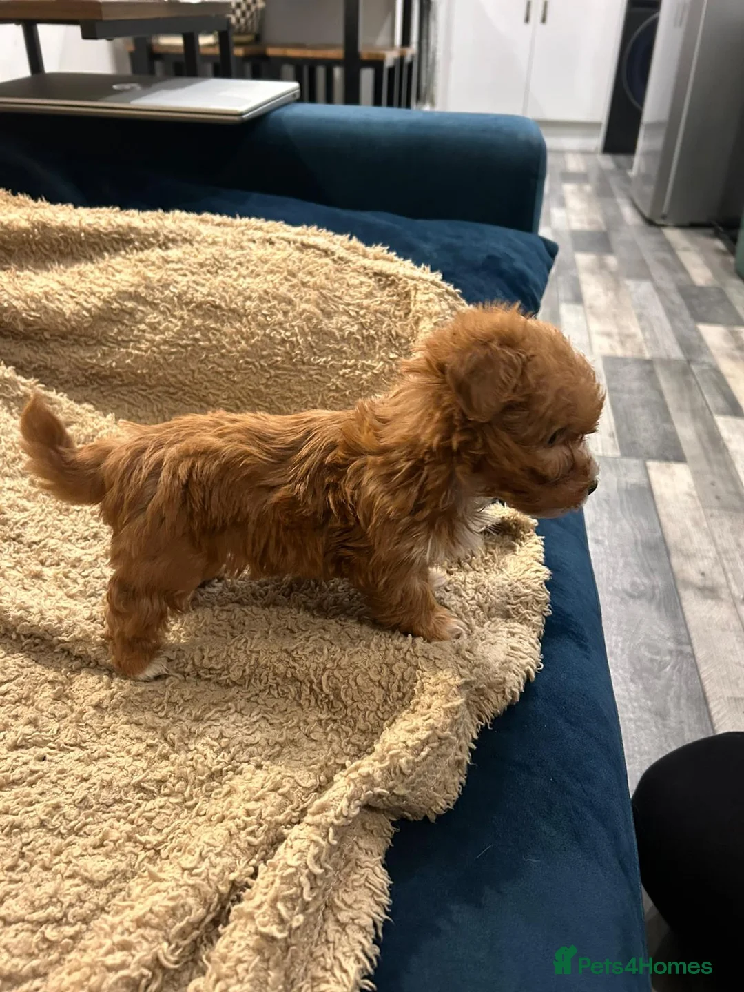 Havanese dogs for sale: Beautiful Havanese Puppies - Advert 21