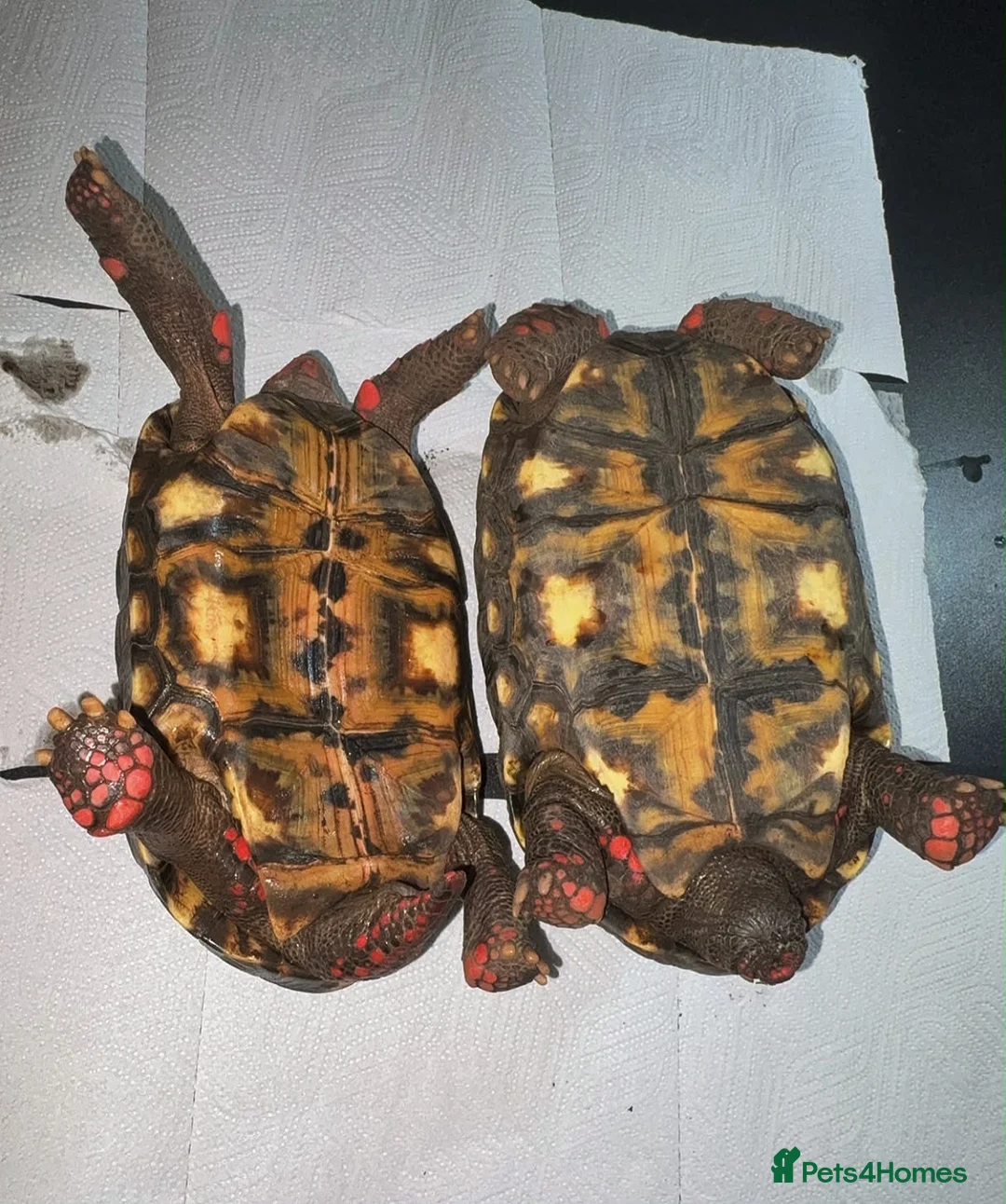 Tortoise reptiles for sale: Breeding pair of high marbled cherry heads  - Advert 2