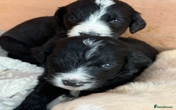 Mixed Breed dogs for sale: Bernedoodle - Image 7