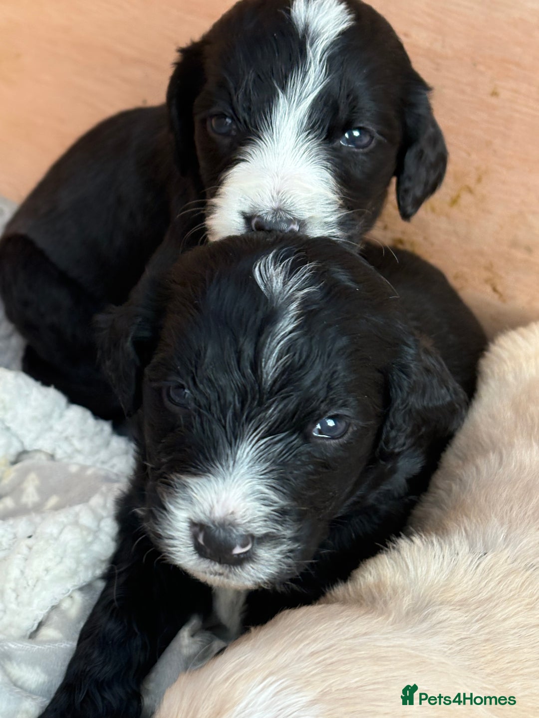 Mixed Breed dogs for sale: Bernedoodle - Image 7