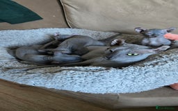 Sphynx cats for sale: Elf Sphynx Kittens  - Image 11