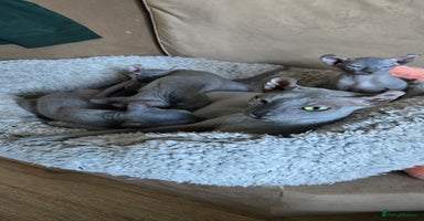 Sphynx cats - Advert 10