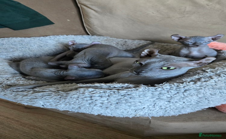 Sphynx cats - Advert 6
