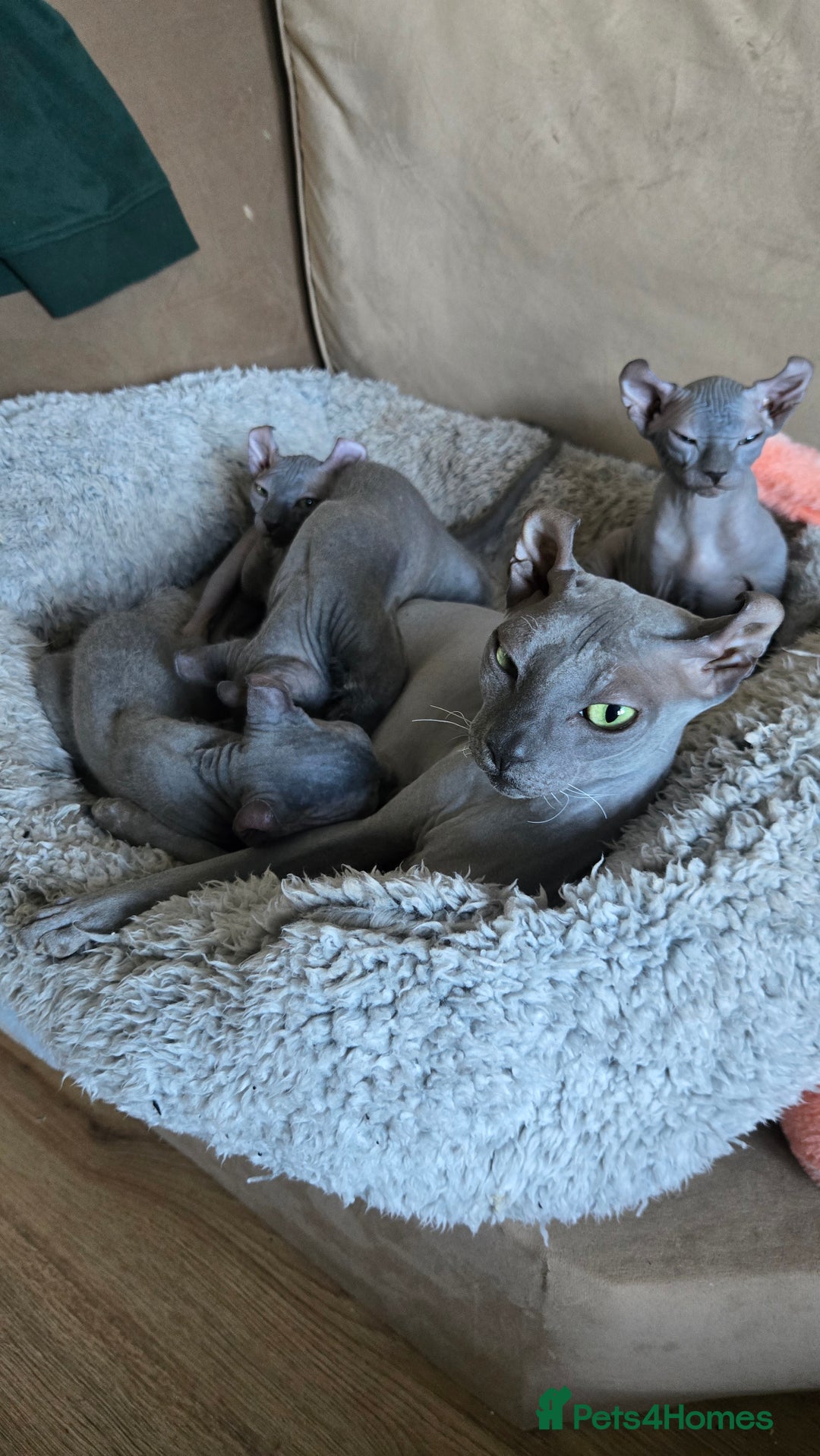Sphynx cats for sale: Elf Sphynx Kittens  - Image 11