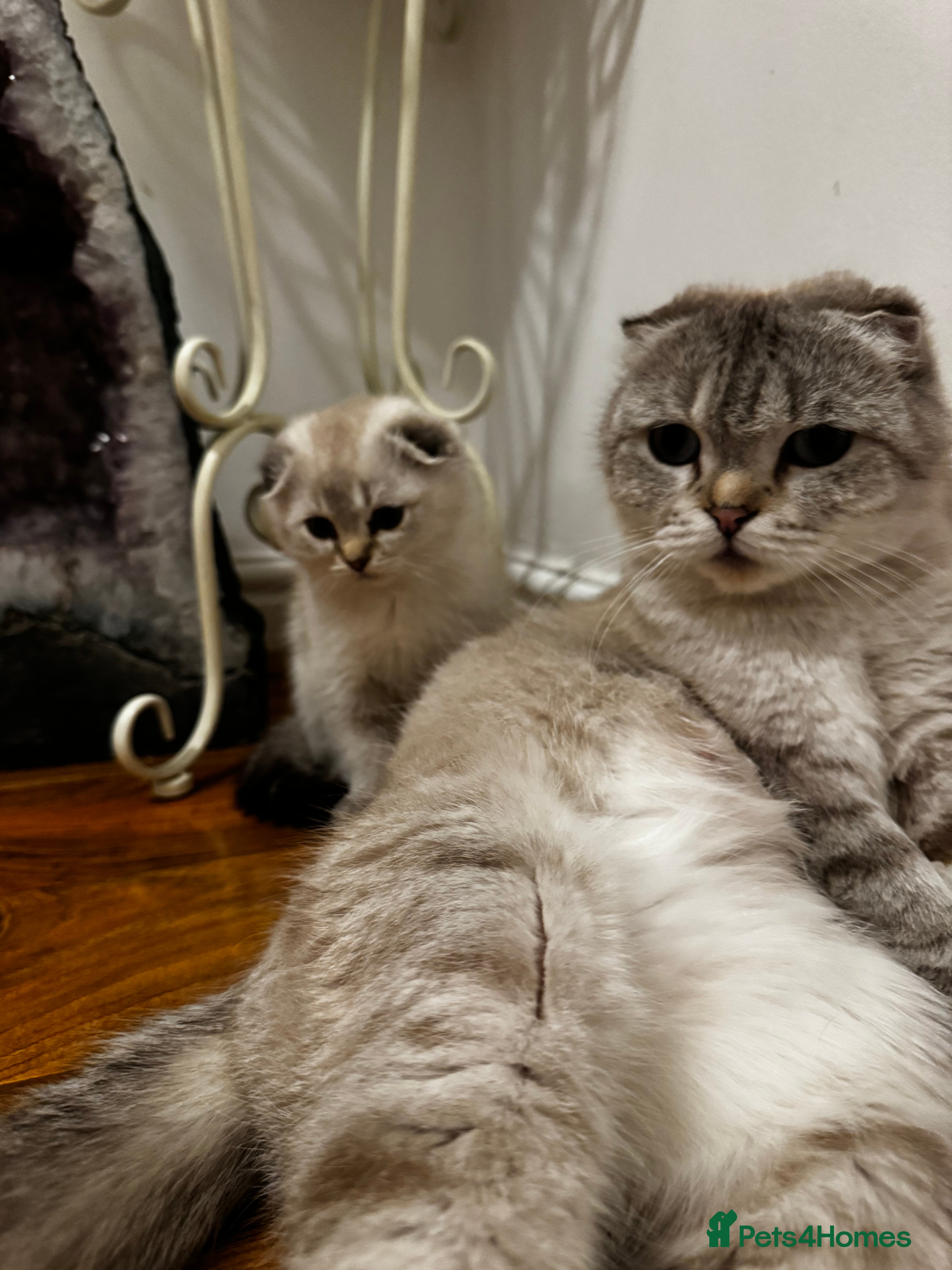 Scottish Fold cats Purebred Chinchilla Scottish Fold Kittens  🐾 - Advert 2