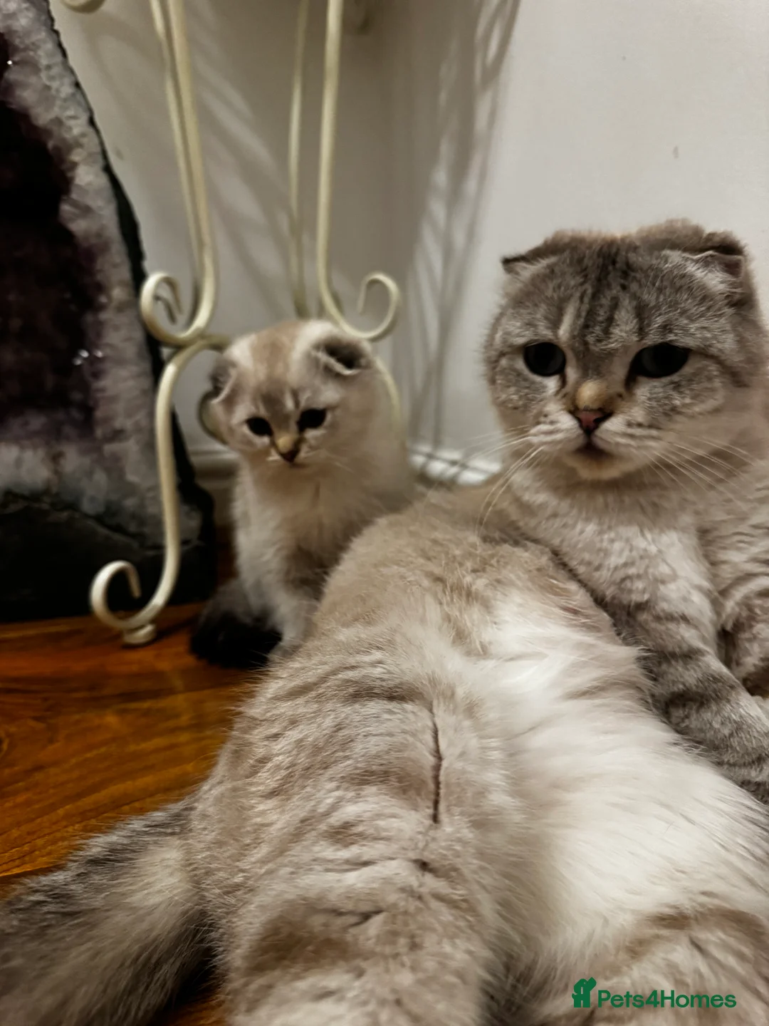 Scottish Fold cats for sale: Purebred Chinchilla Scottish Fold Kittens  🐾 - Advert 4