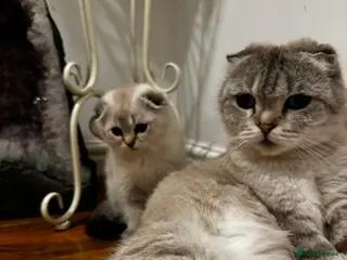 Scottish Fold cats Purebred Chinchilla Scottish Fold Kittens 🐾 - Advert 2