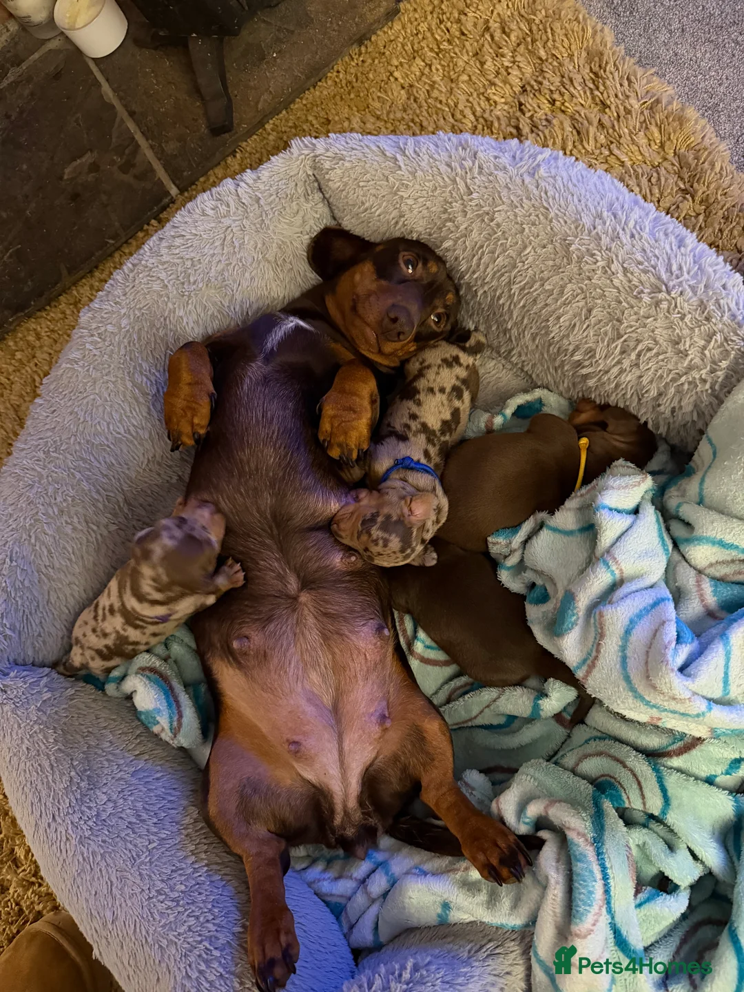 Miniature Dachshund dogs for sale: KC Miniature Dachshund puppies for sale  in Colchester - Advert 5