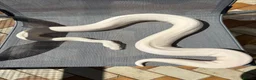 Python Snake reptiles for sale: Blue eyed Lucy female  in Blackpool - Advert 3