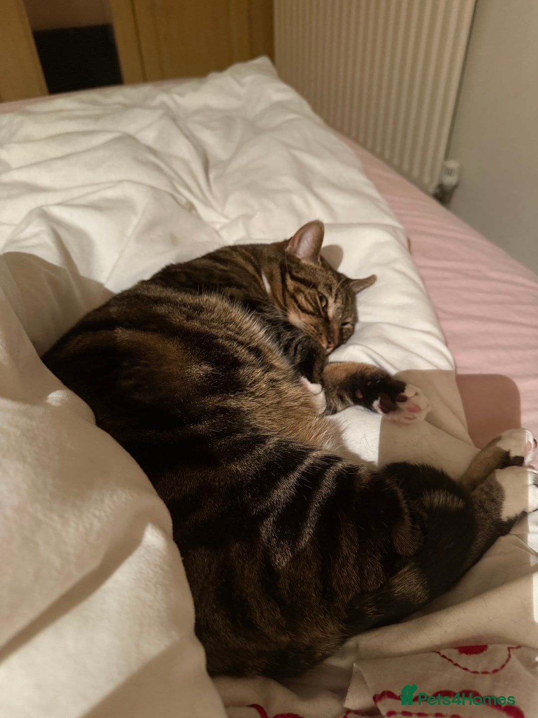 Domestic Shorthair cats for sale: Lovely cat  - Advert 3