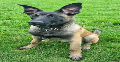 Belgian Shepherd Dog dogs - Advert 9