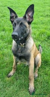 Belgian Shepherd Dog dogs - Advert 3