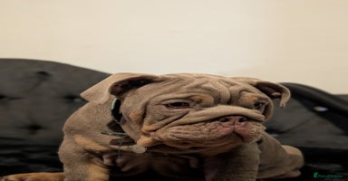 English Bulldog dogs - Advert 1