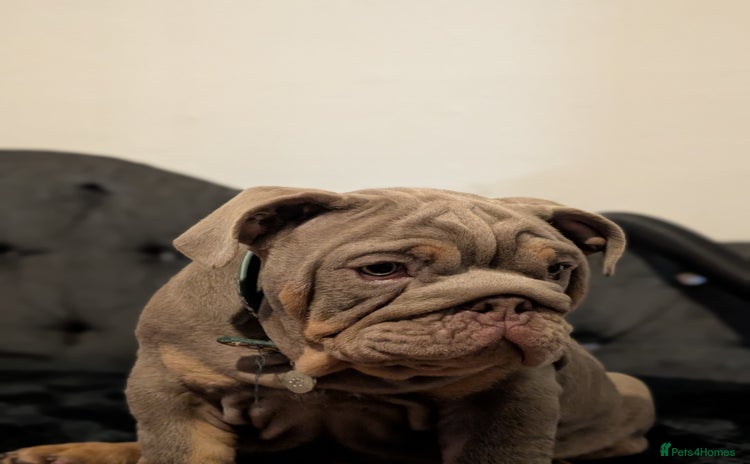 English Bulldog dogs - Advert 4