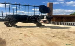 English Bulldog dogs for sale: English bulldog puppies - Image 7