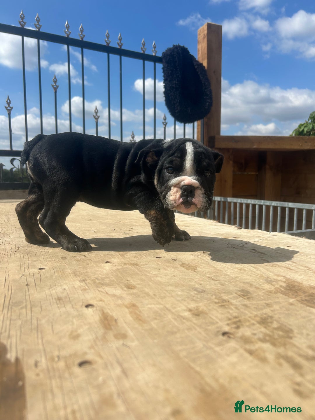 English Bulldog dogs for sale: English bulldog puppies - Image 7