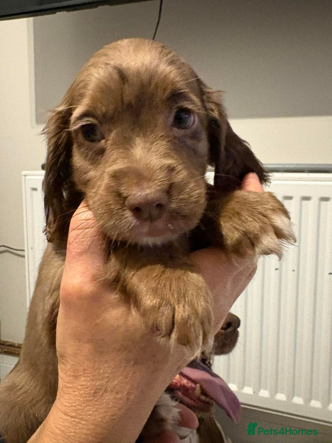 Cocker Spaniel dogs for sale: KC reg parents DNA health tested “show type”   - Advert 10