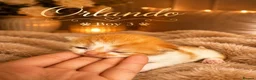 Norwegian Forest Cat cats for sale: 3 beautiful boys raised in family home  - Advert 7
