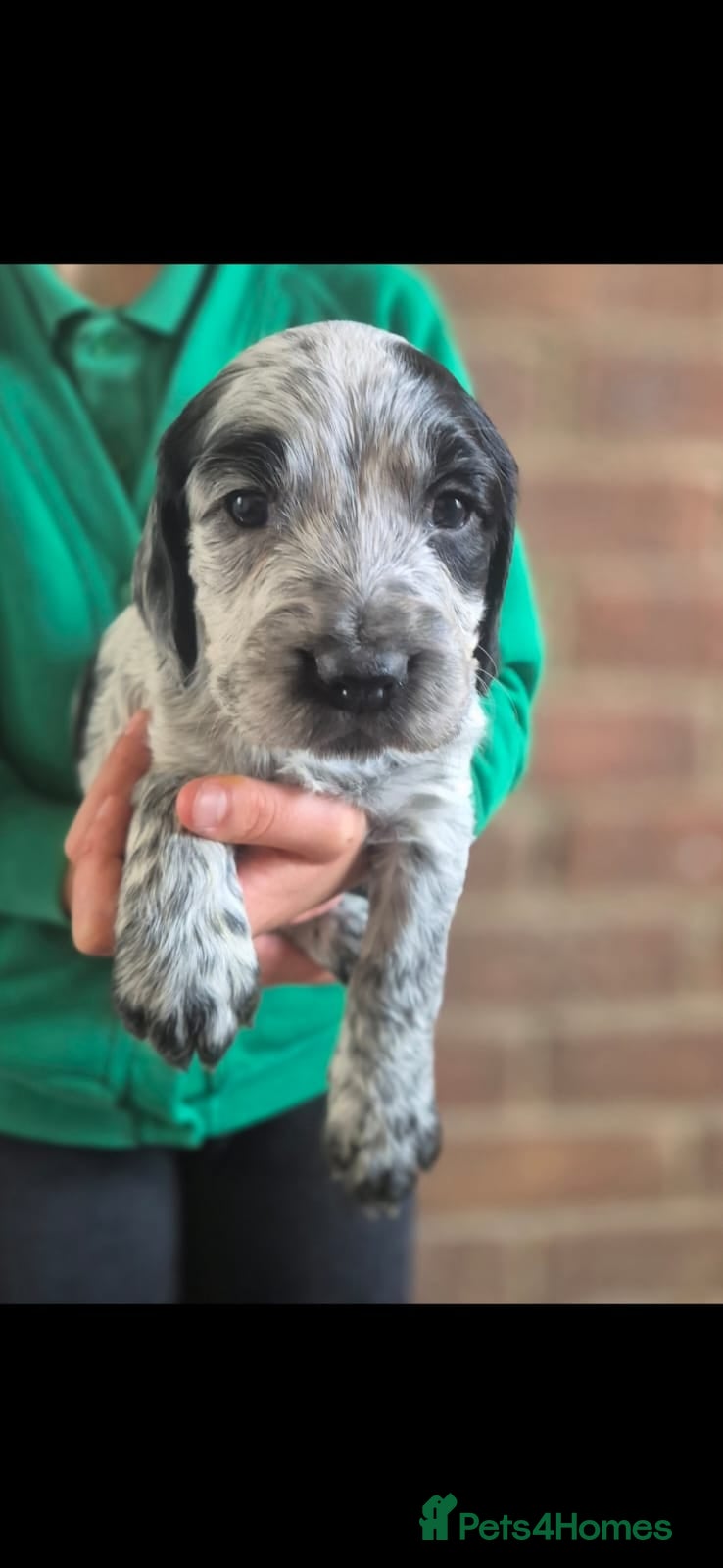 English Springer Spaniel dogs 6 gorgeous spaniel puppies for sale  - Advert 2