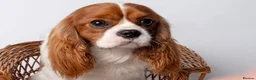 Cavalier King Charles Spaniel dogs for stud: KC REG CHAMPION SIRED HEALTH TESTED CLEAR CAV STUD in Hoddesdon - Advert 7