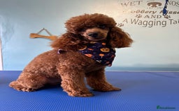 Toy Poodle dogs for stud: Stunning kc reg health tested Toy poodle stud  in Cleckheaton - Image 3