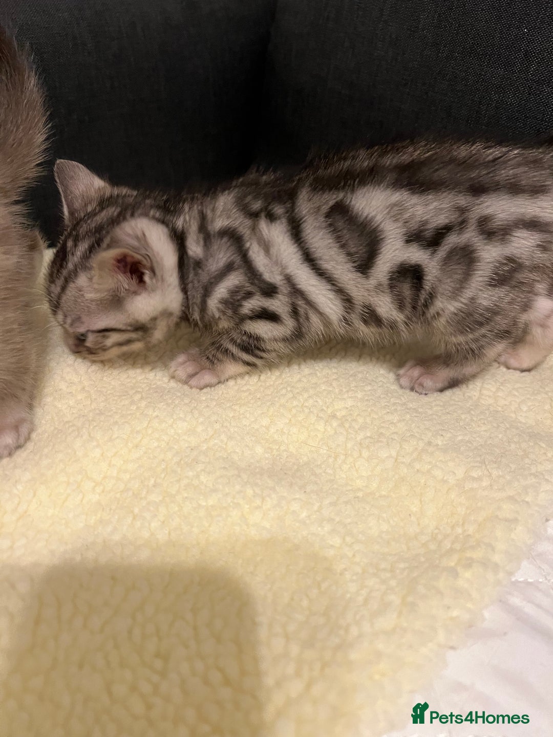 Bengal cats for sale: 🐾 TICA Registered Bengal Kittens  - Advert 20