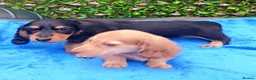 Miniature Dachshund dogs for sale: FULLY VAX "TALLY" MINI LH  KC REG PRA CLEAR - Advert 8