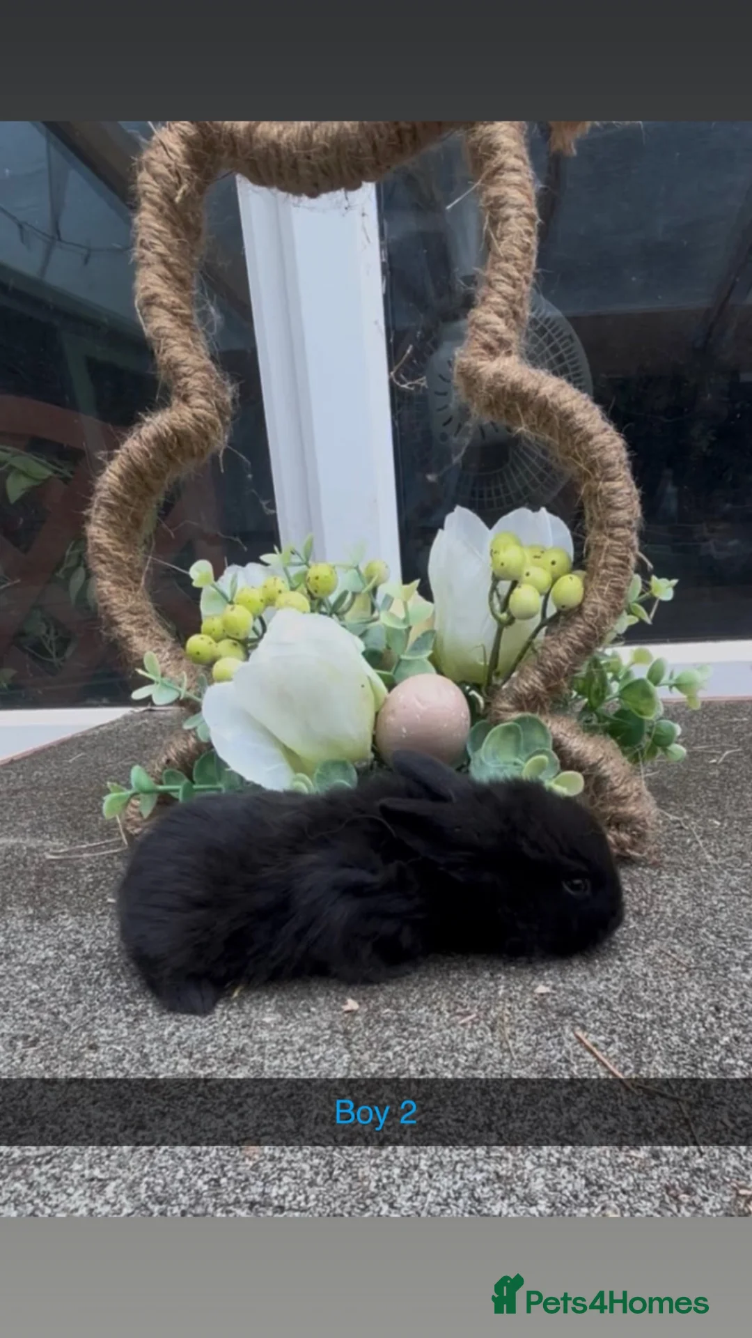 Mini Lop rabbits for sale: Mini lops - Advert 6