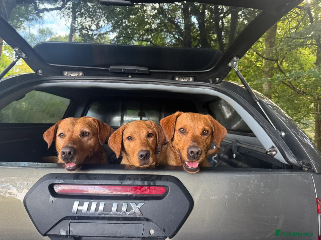 Labradoodle dogs for sale: Labradoodle F1 Puppies Health Tested Parents   - Advert 31