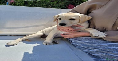 Labrador Retriever dogs - Advert 11