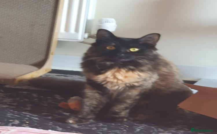 Mixed Breed cats - Advert 1
