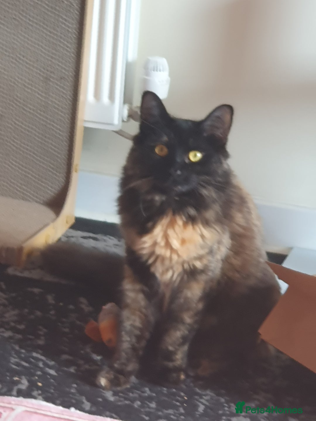Mixed Breed cats for sale: Sadly looking for a forever re-home. - Image 1