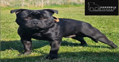 Staffordshire Bull Terrier dogs - Advert 5
