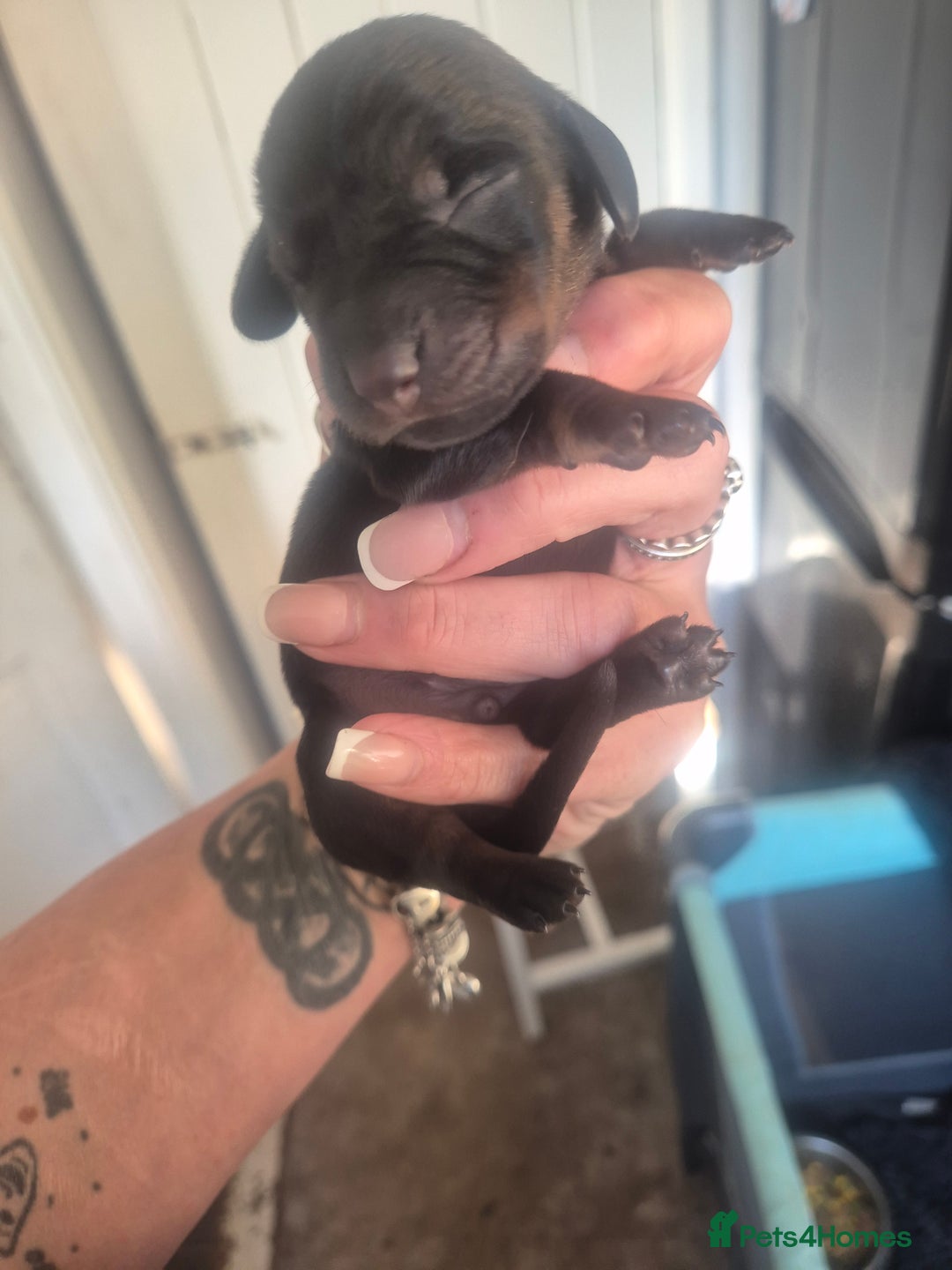 Dachshund dogs for sale: Dachshund Puppies  - Image 2