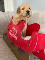 Golden Retriever dogs - Advert 1