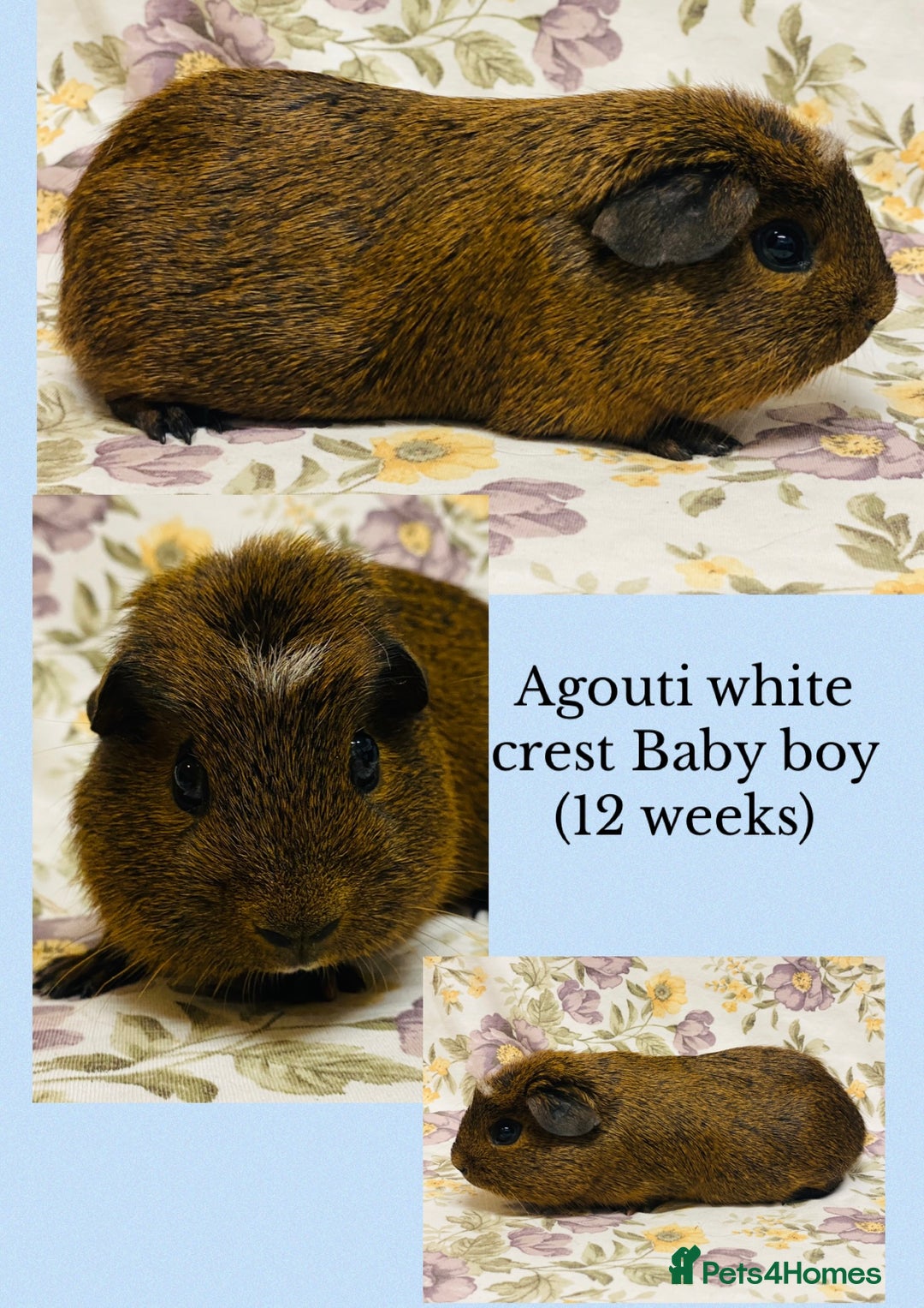 Guinea Pig rodents for sale: Beautiful mix of baby male Guineapigs  - Advert 7