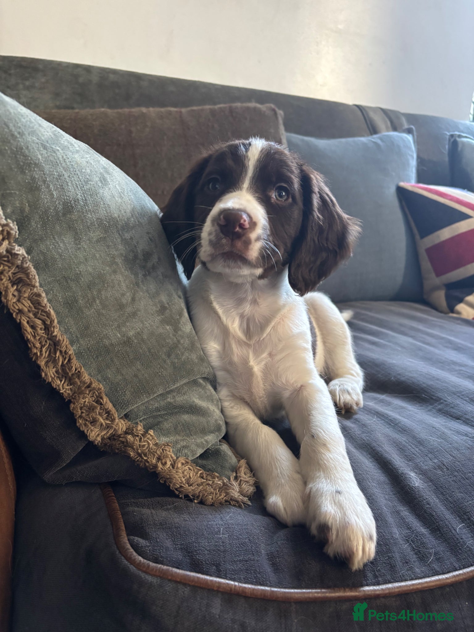 English Springer Spaniel dogs Stunning English Springer spaniel puppies  - Advert 6